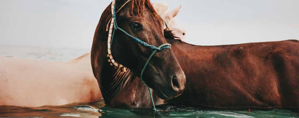 horse-back-riding