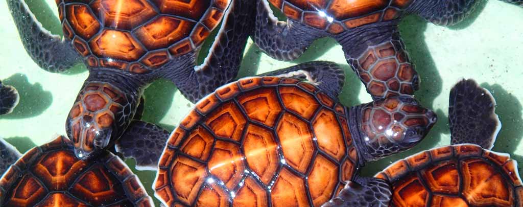 sea-turtles