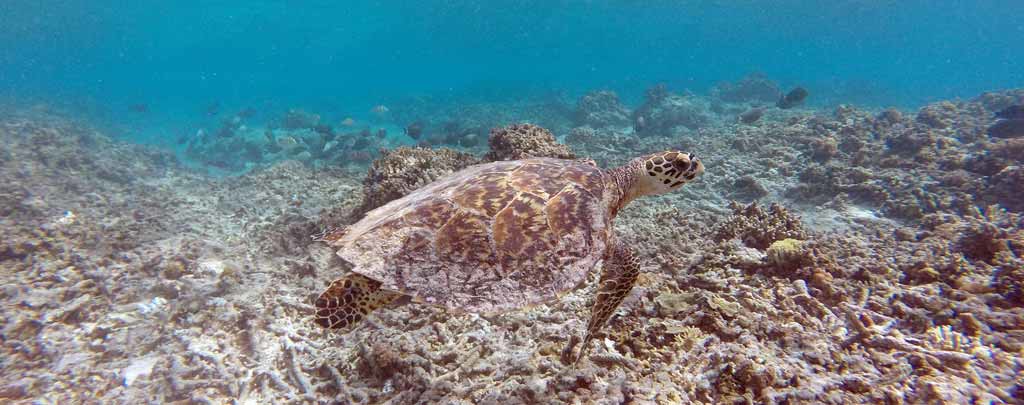 snorkelling-at-meno-air