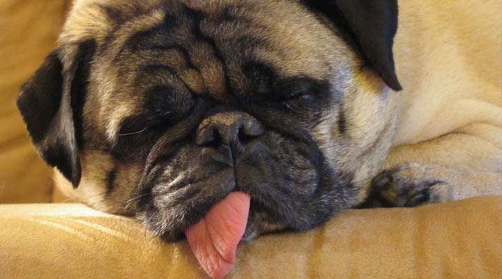 sleeping-pug