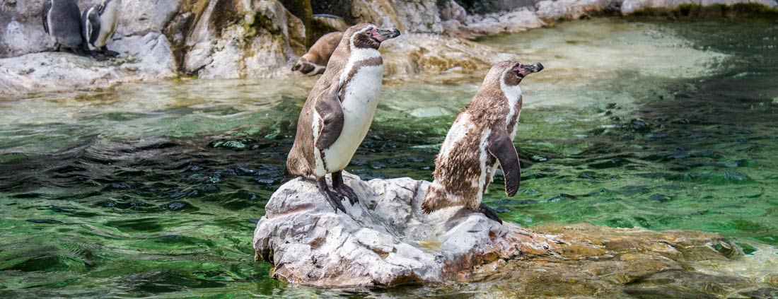 Schonbrunn Zoo