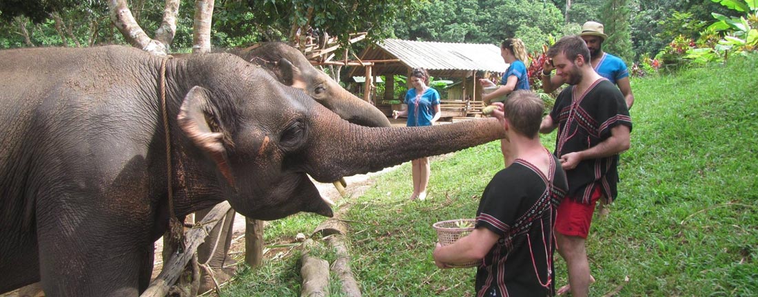 elephant