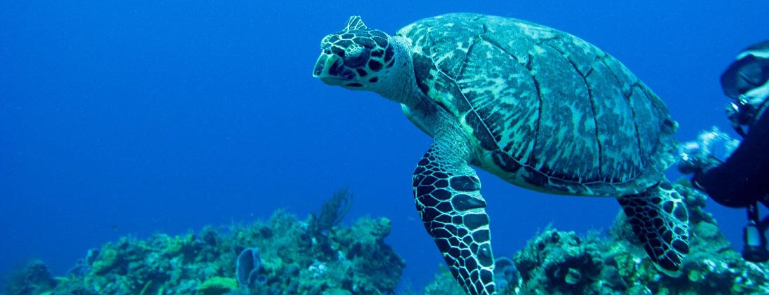 gran-canaria-scuba-diving