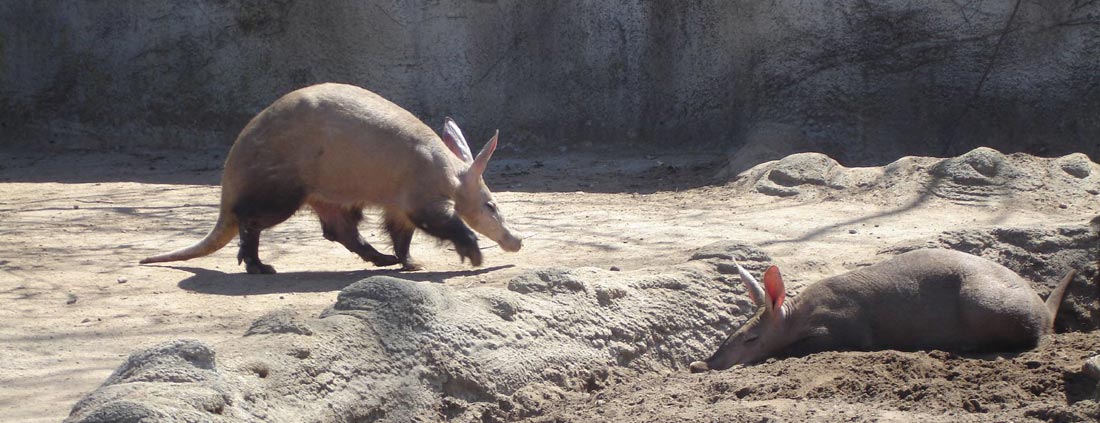 aardvark