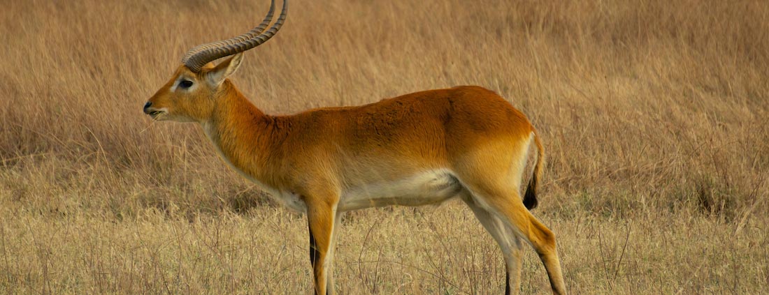 antelope