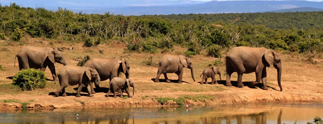 elephants-africa