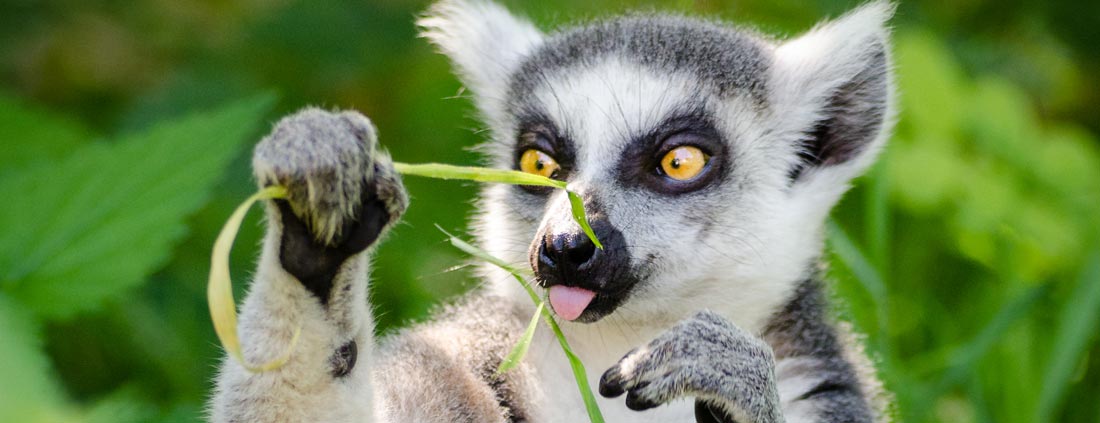 lemur