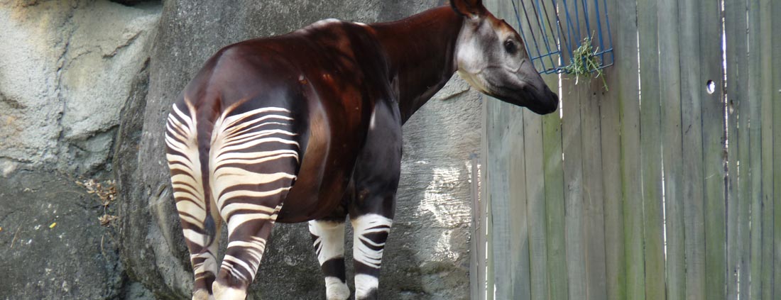 okapi