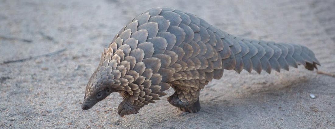 pangolin