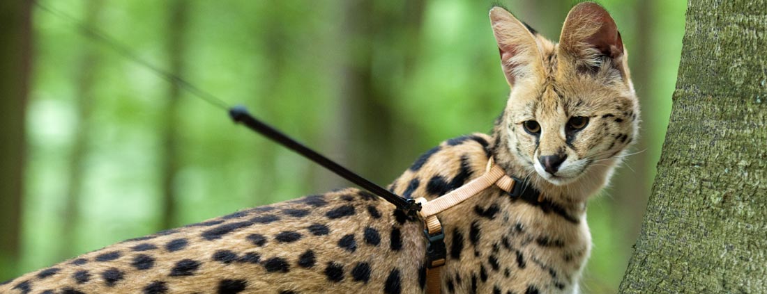 serval