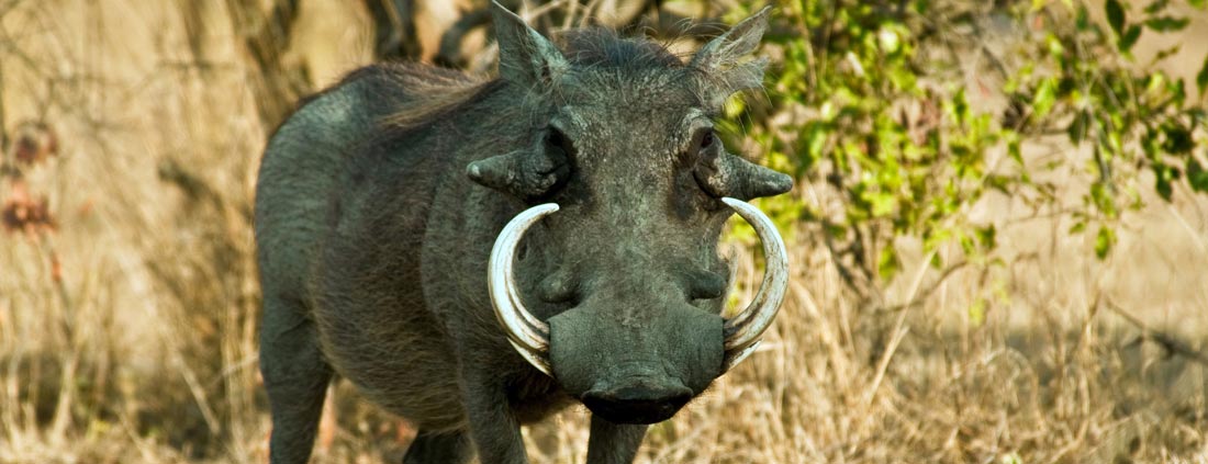 warthog