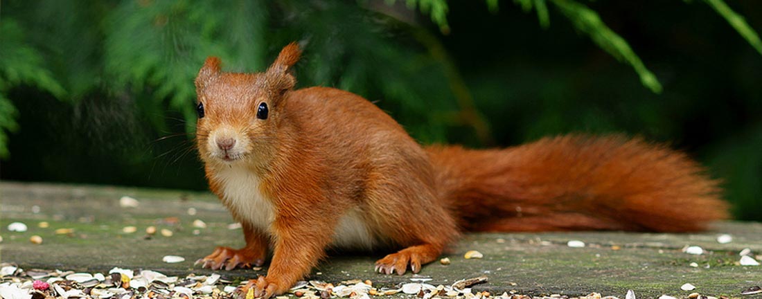 Red Squirrel