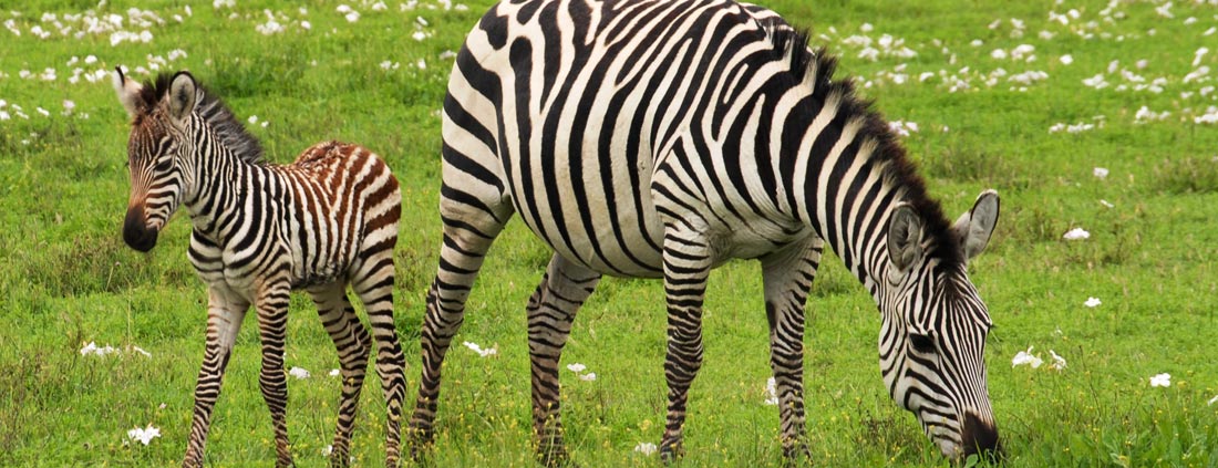 zebra