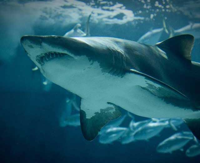 shark-diving-bangkok