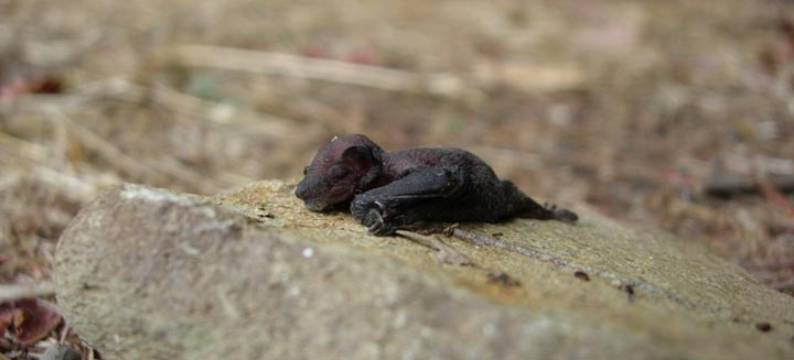 azorean-bat