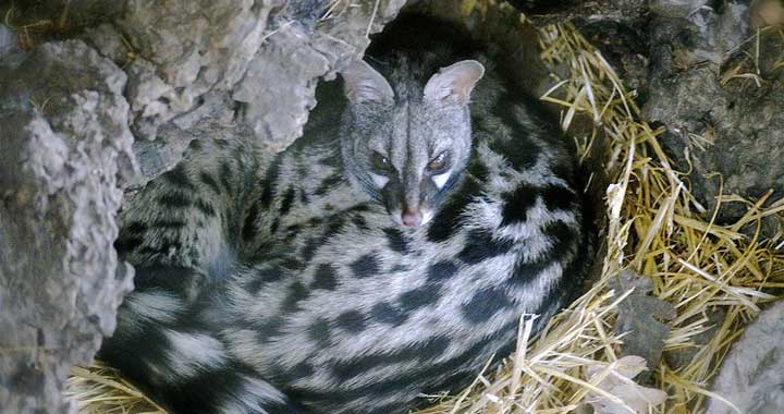 genet-common