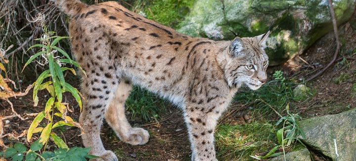 lynx