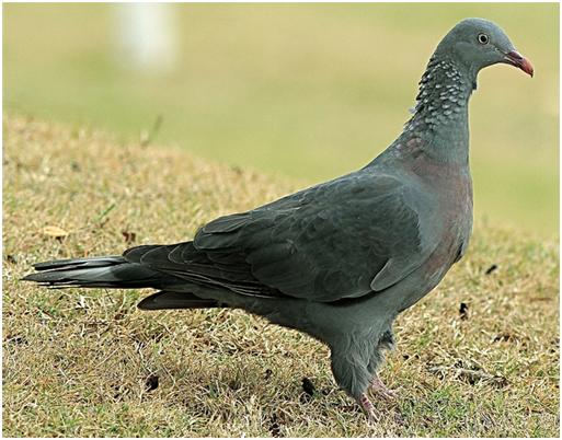 madeira-laurel-pigeon11