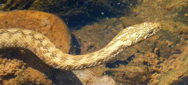 viperian-snake