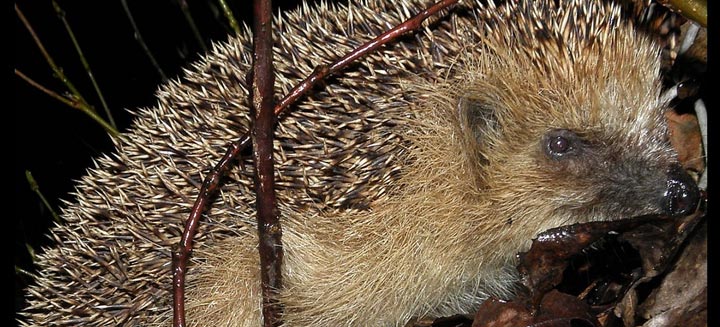 western-hedgehog