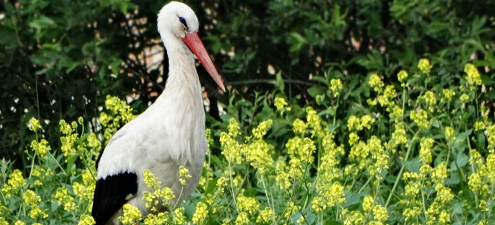 white-stork