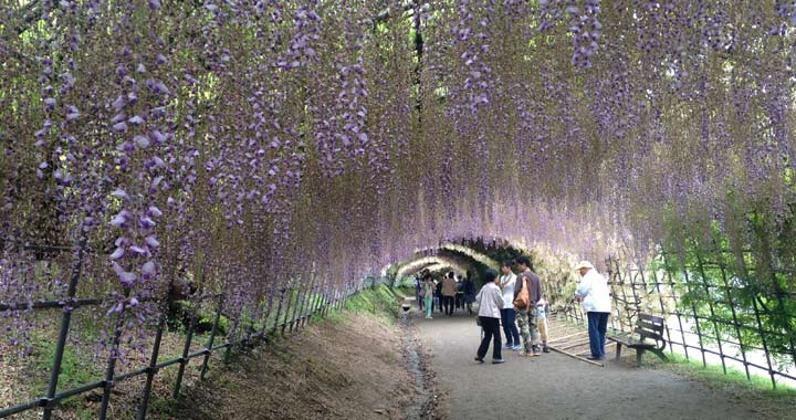 Wisteria Tunnel