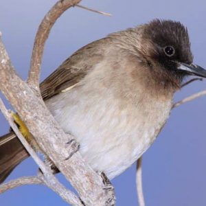 Kenyan-birds