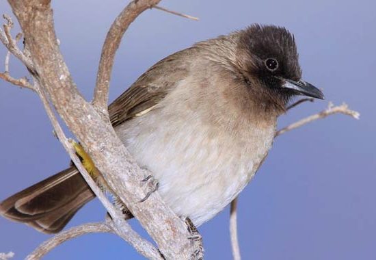 Kenyan-birds