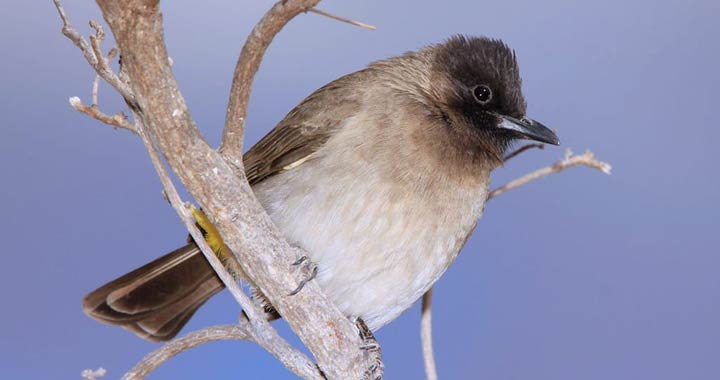 Kenyan-birds