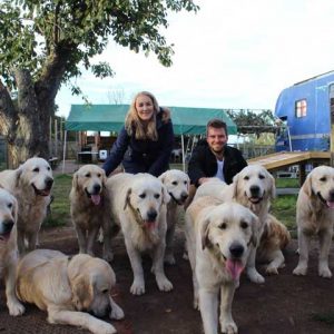 group-golden-retrievers