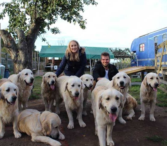 group-golden-retrievers