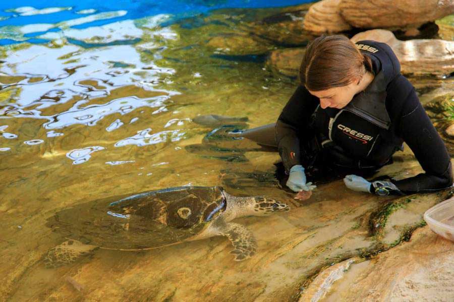 aquarium-turtle