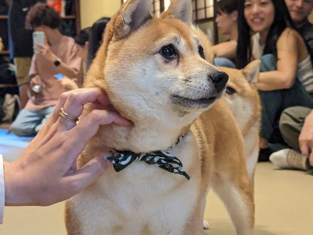 dog cafe osaka