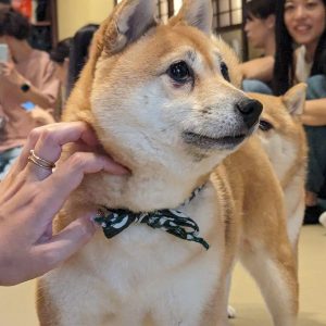 dog cafe osaka