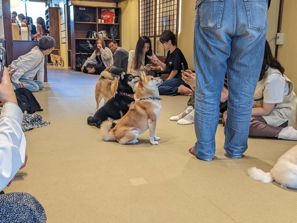 Dog Cafe Japan