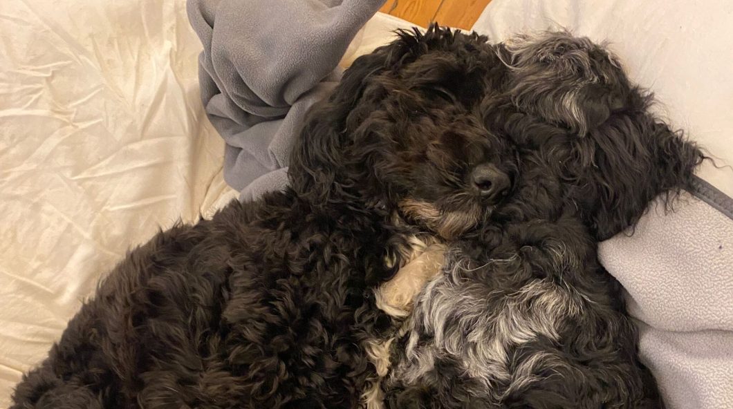 Ruby Nova Sleeping 2