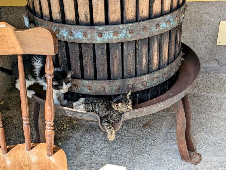 Italian kittens