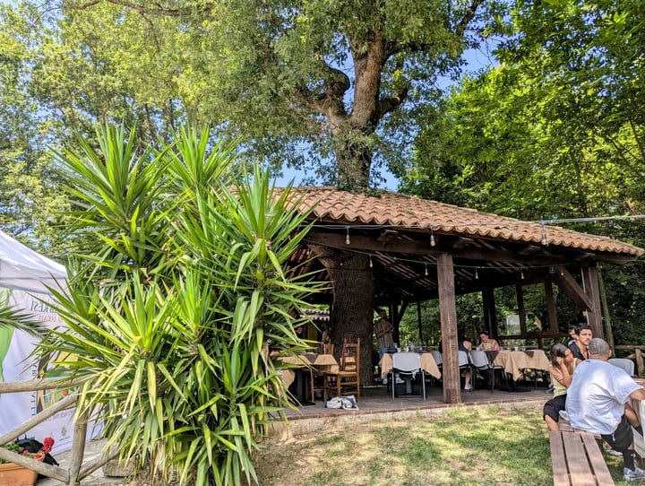 tree in restaurant
