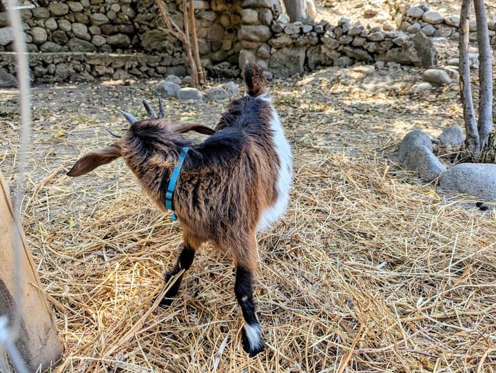 baby goat