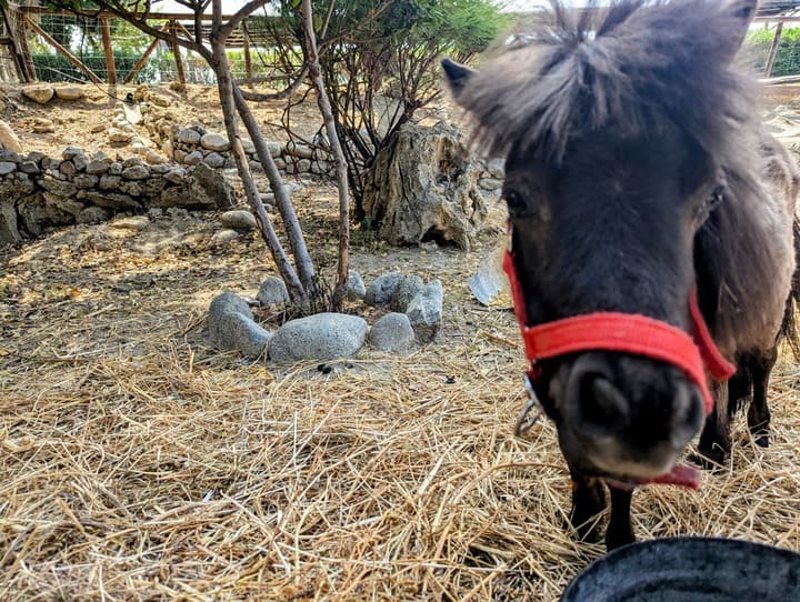 Italian Pony
