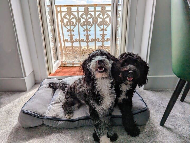 dog friendly brighton hilton metropole