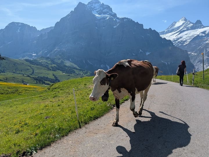 switzerland cows